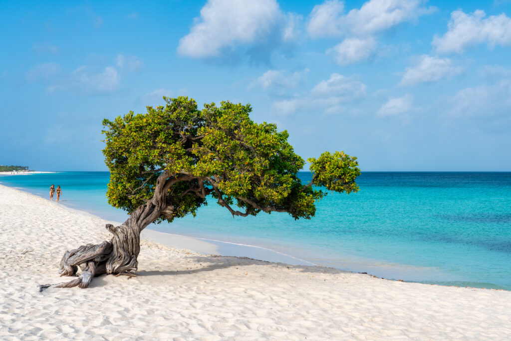 Divi-divi tree leaning over a white sand beach with turquoise water, Eagle Beach, Aruba.
