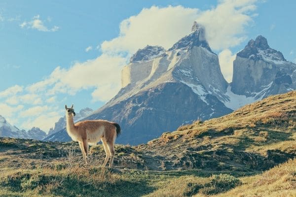A guanaco standing on a grassy hillside in front of the jagged peaks of Torres del Paine, Patagonia, under warm afternoon light