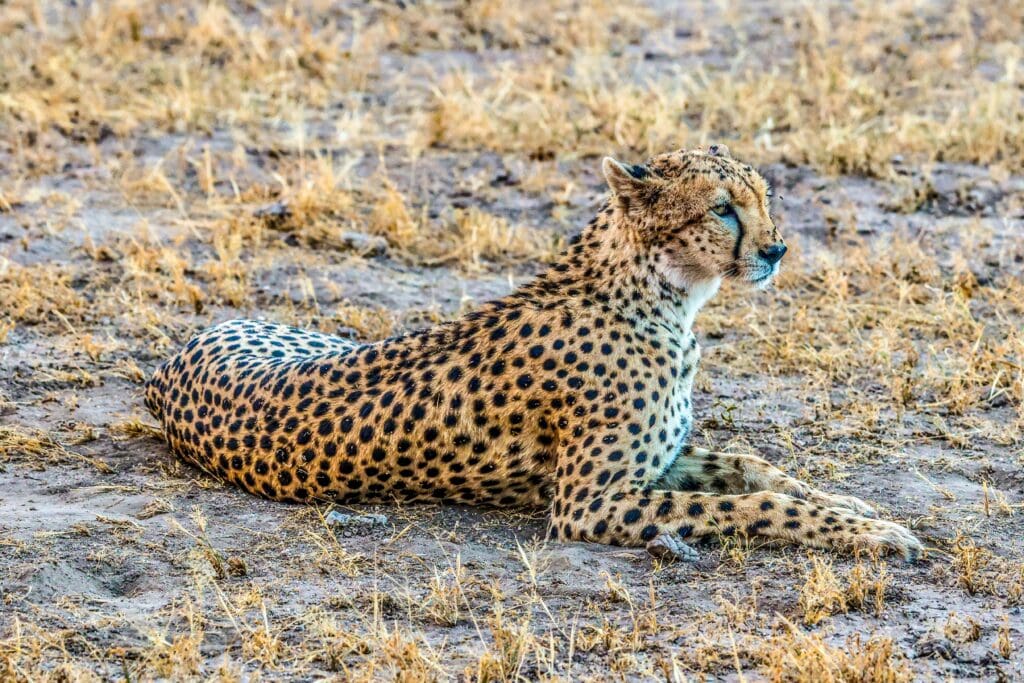 A family of cheetahs lounging in golden afternoon light, seen from a safari vehicle.